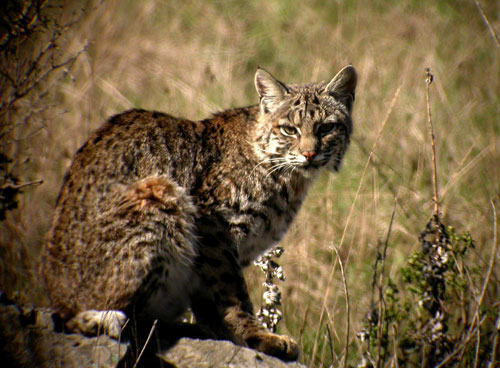   Bobcat       